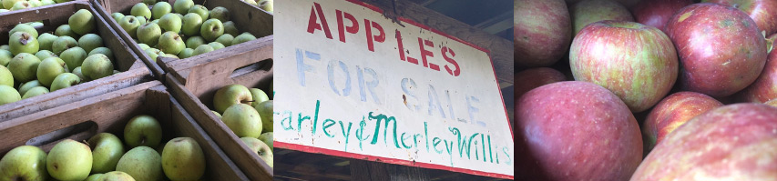 Apple’s grown on Unicoi County’s Coffee Ridge was the inspiration behind the Apple Festival nearly a half century ago.